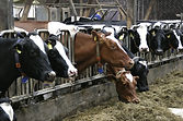 cafo-cows.jpg
